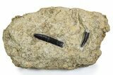 Sauropod Dinosaur (Diplodocus) Teeth in Situ - Bone Cabin Quarry #336023-1